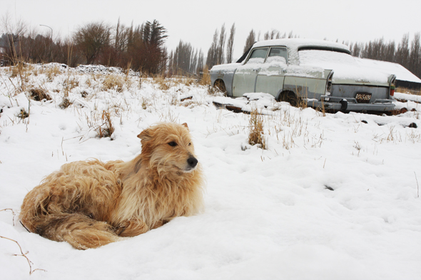 Yeti y el abominable cuatro cuatro de las nieves...