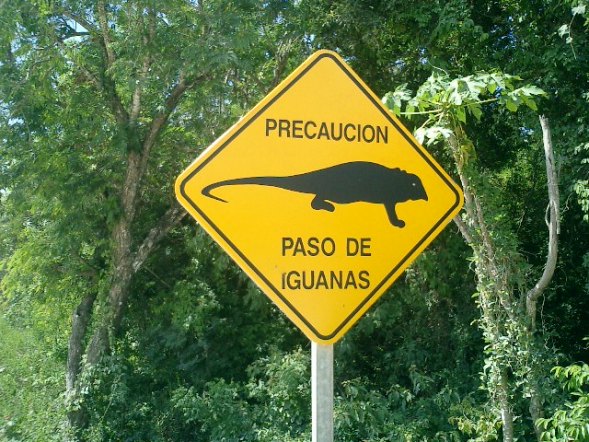 hay sámbuches de iguana?