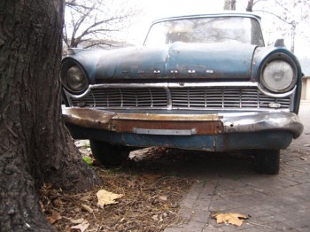 Los perros rosarinos y el eterno dilema si mear unas ruedas o un árbol