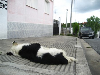 El perro que bajó la cortina