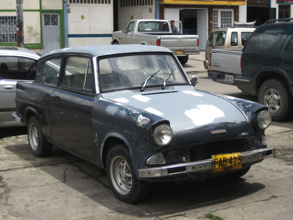 Anglia negro trompa