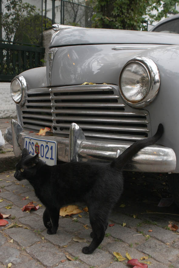 Peugeot y gato