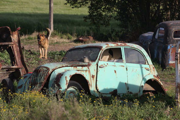 Peugeot ladrando