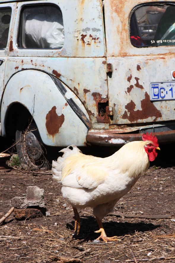 Peugeot le coq