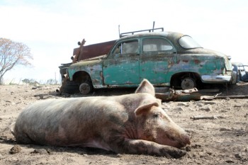 Perfiles chancho y Fiat 14 copy